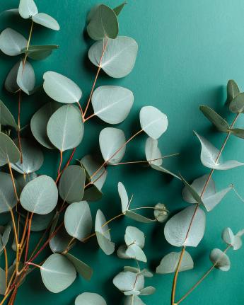 By Velcheva eukalipto eterinis aliejus