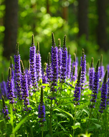 By Velcheva pačiulių eterinis aliejus