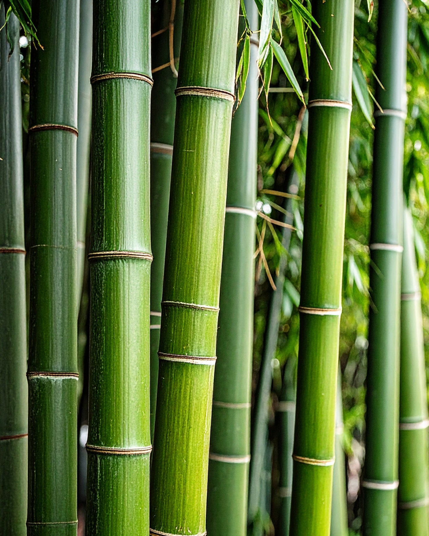 By Velcheva BAMBOO tekstilės purškiklis