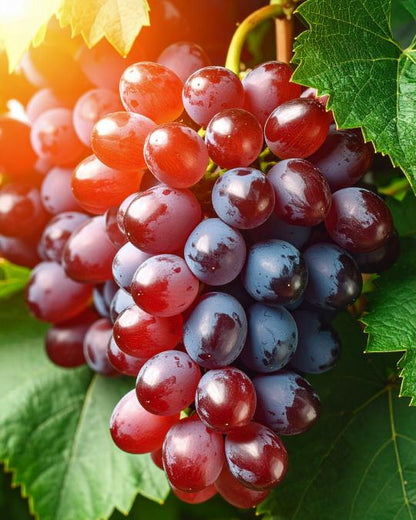 By Velcheva ROSSO aromatinė žvakė